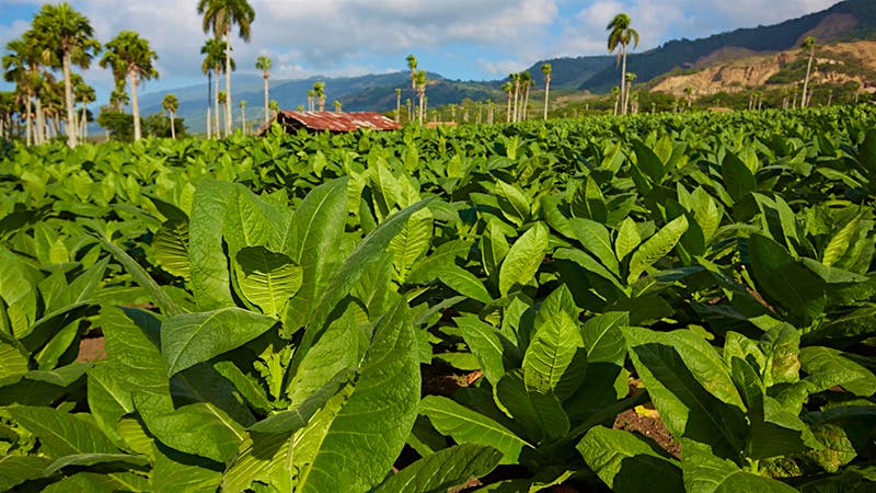 dominican republic tobacco laws Crop Report: Late Growing Season In Dominican Republic Finally Concludes