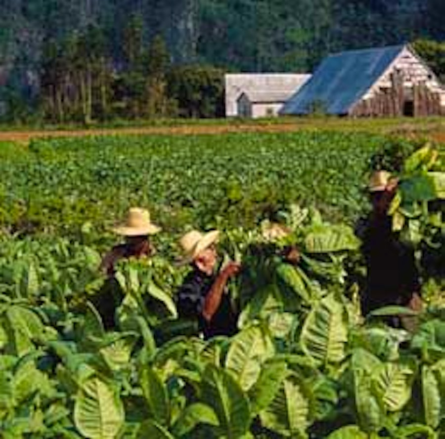 health benefits of tobacco Tobacco/Nicotine