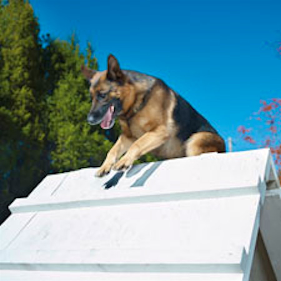 Harrison K-9 Protection Dogs