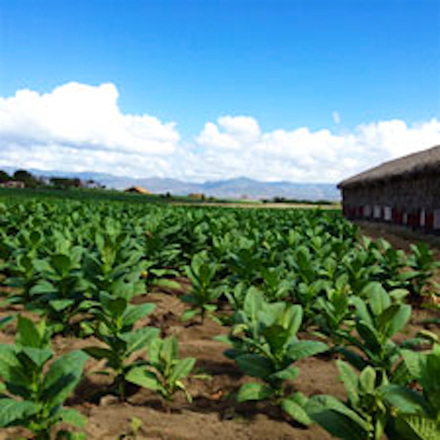 Minor Plant Virus Hits Dominican Tobacco Fields