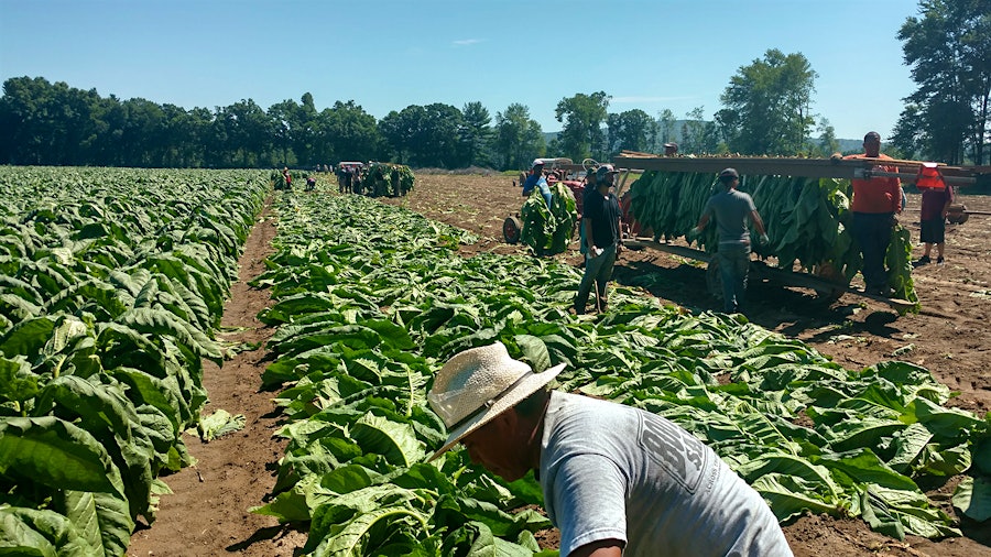 What Is Stalk-Cut Tobacco?