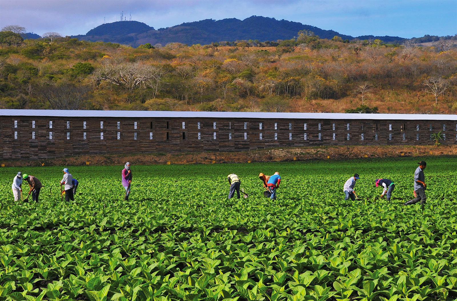 Workers tend the fields of a Fernandez farm in Estelí, Nicaragua. The Criollo ’98 tobacco in the ground is still young, but quickly grows to full maturity.
