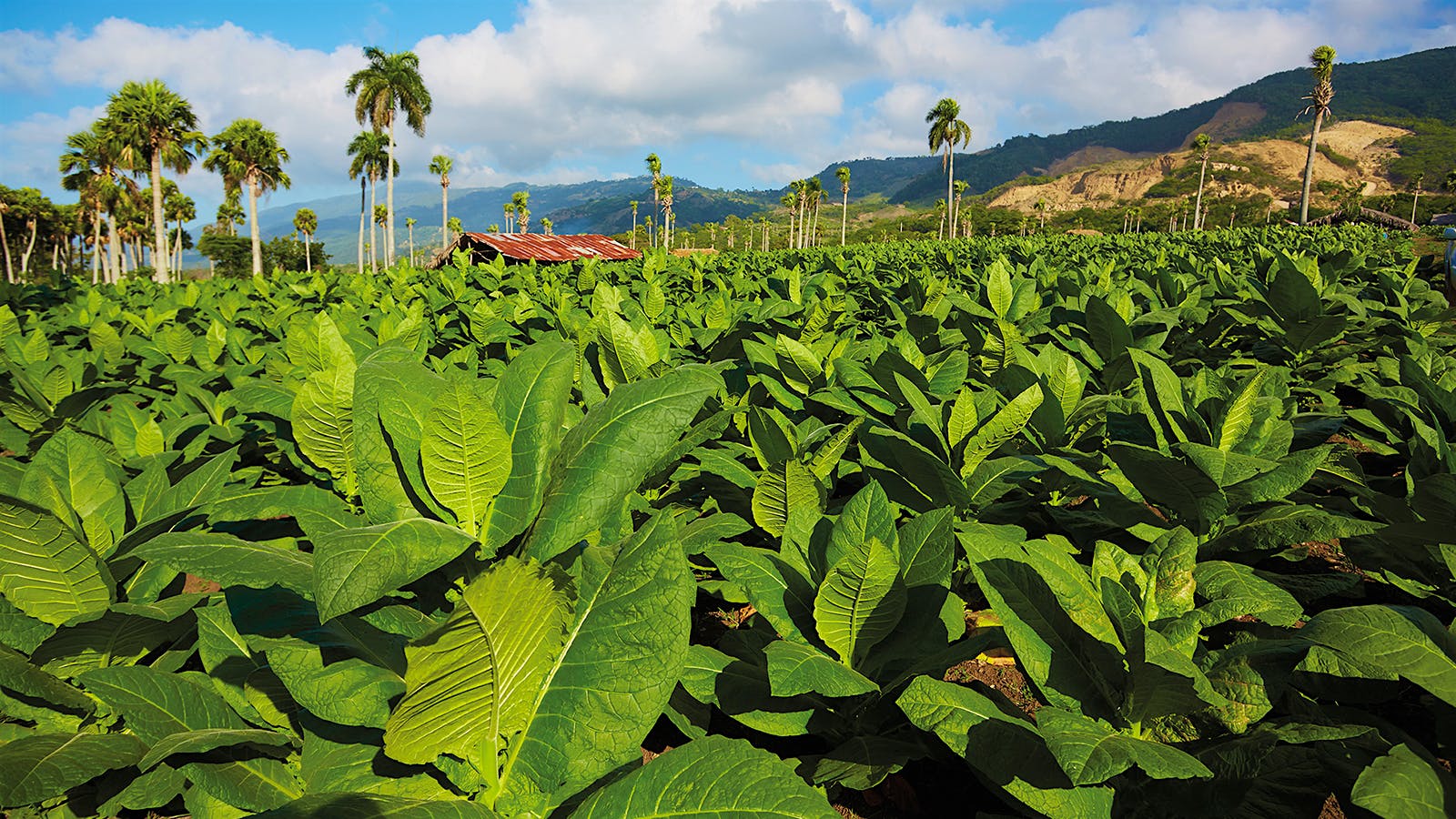 A field of sun-grown tobacco flourishes in a valley in the Dominican Republic. The crops grow from natural fertilizer.