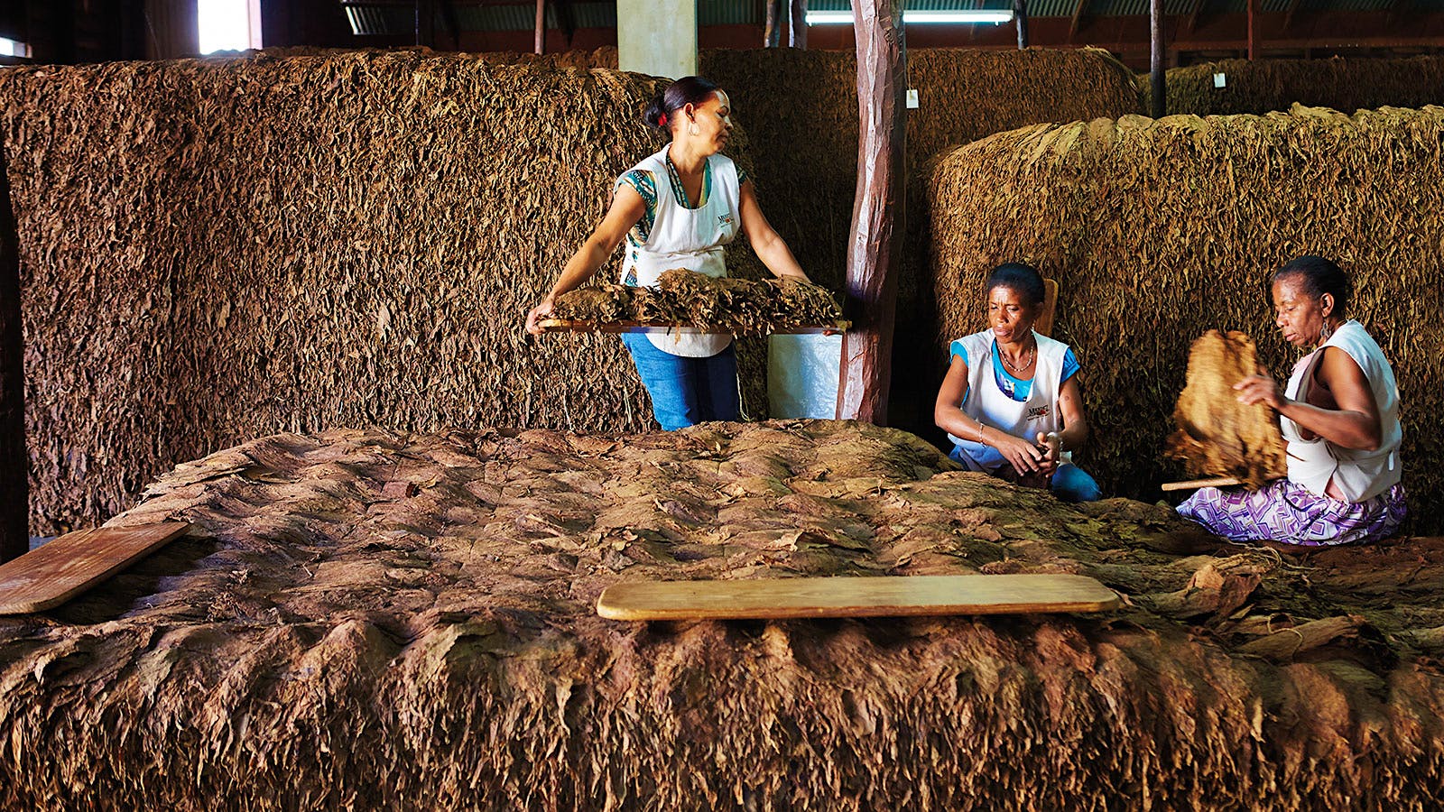 Tobacco arranged in enormous piles (pilónes) for fermentation. The combination of pressure, water and naturally occurring heat will rid the tobacco of undesirable properties like bitterness.