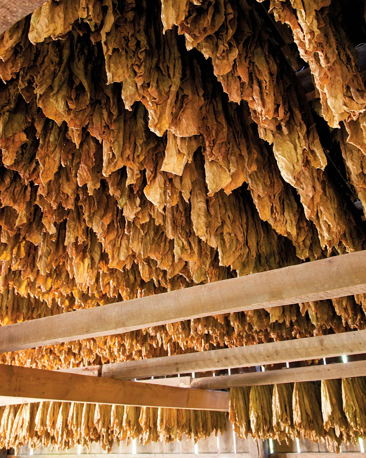 A barn full of cured Connecticut shade wrapper.