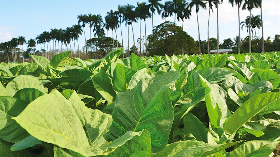 Cuba Is Now Harvesting This Year’s Tobacco Crop