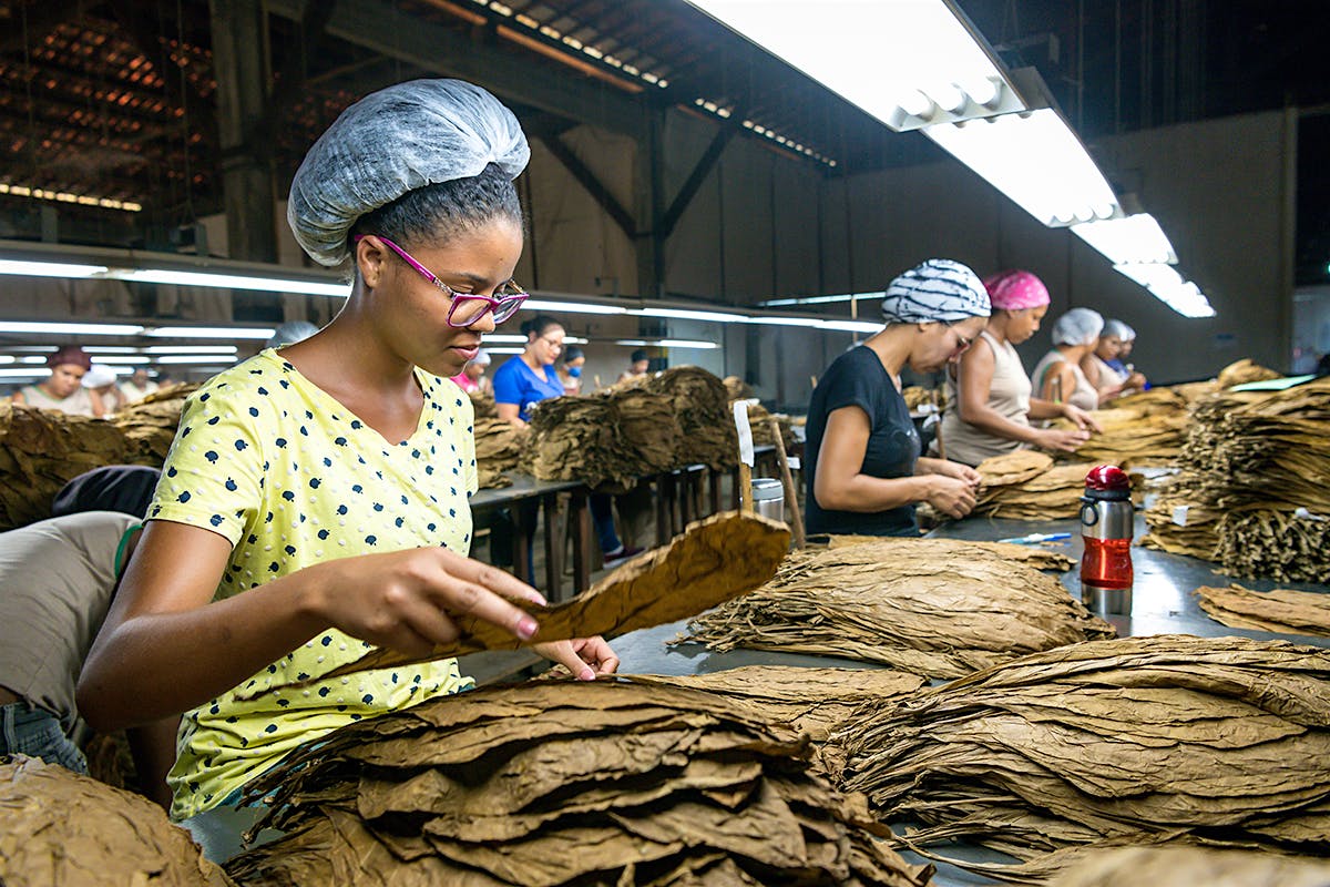 Villiger Do Brasil produces cigars using only Brazilian tobacco. Here, workers sort the Brazilian tobacco by size and color.