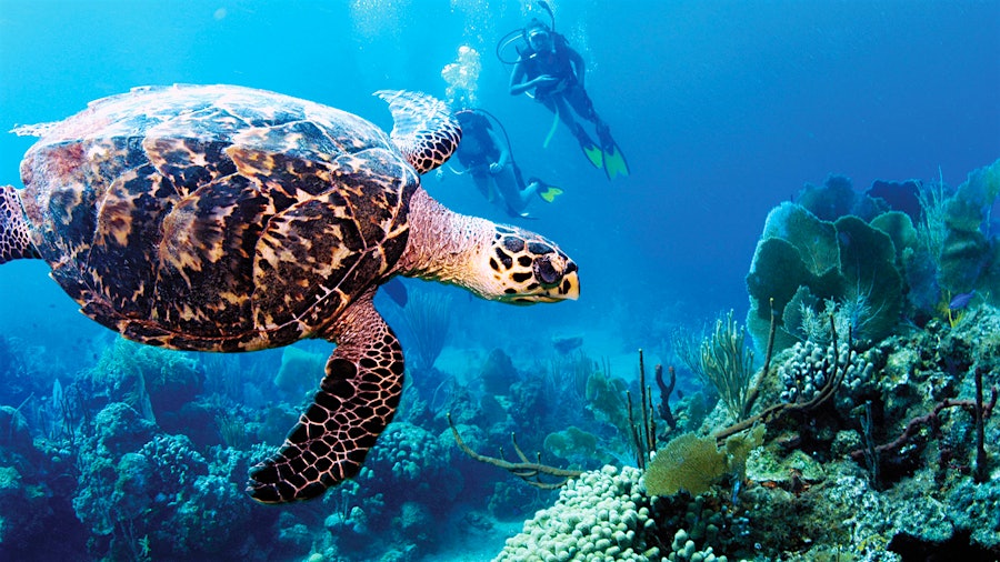 Scuba Diving