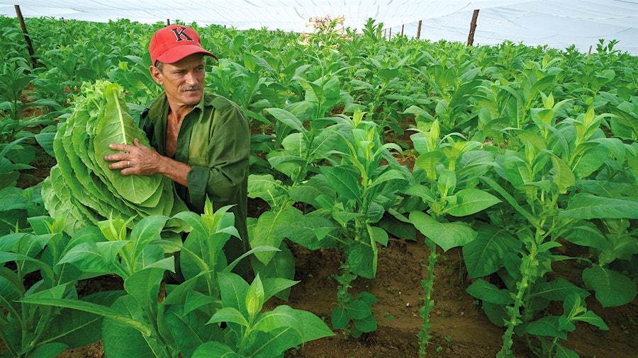 Cuba’s Best Cigar Tobacco Farms