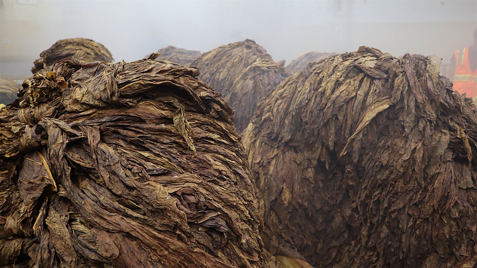 Piles of tobacco inside Tabacalera de Garcia in the Dominican.