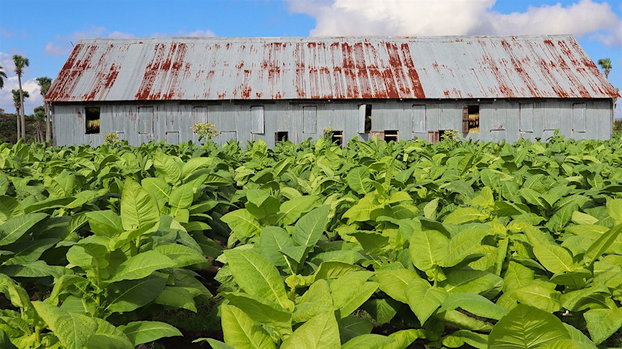 Drought In Dominican Republic Means Smaller But Better Tobacco Harvest