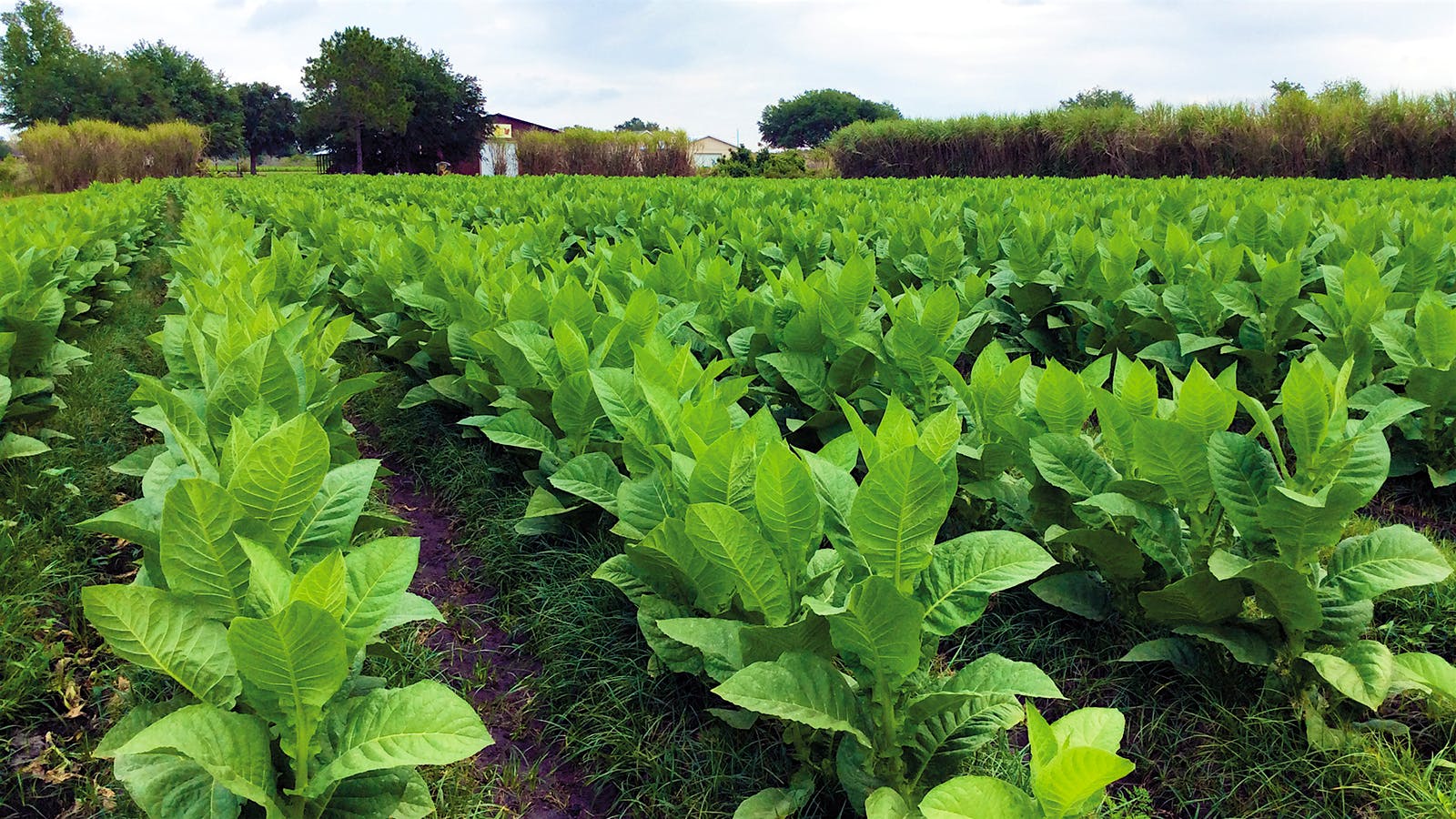 A tobacco field in Clermont, Florida.