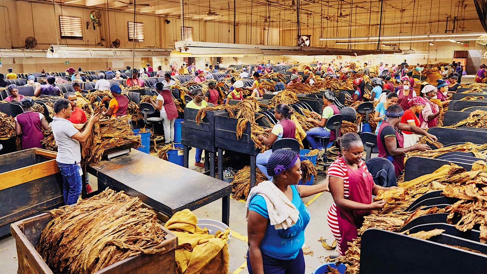 The sorting room is an expansive operation where tobacco is separated by size and color.