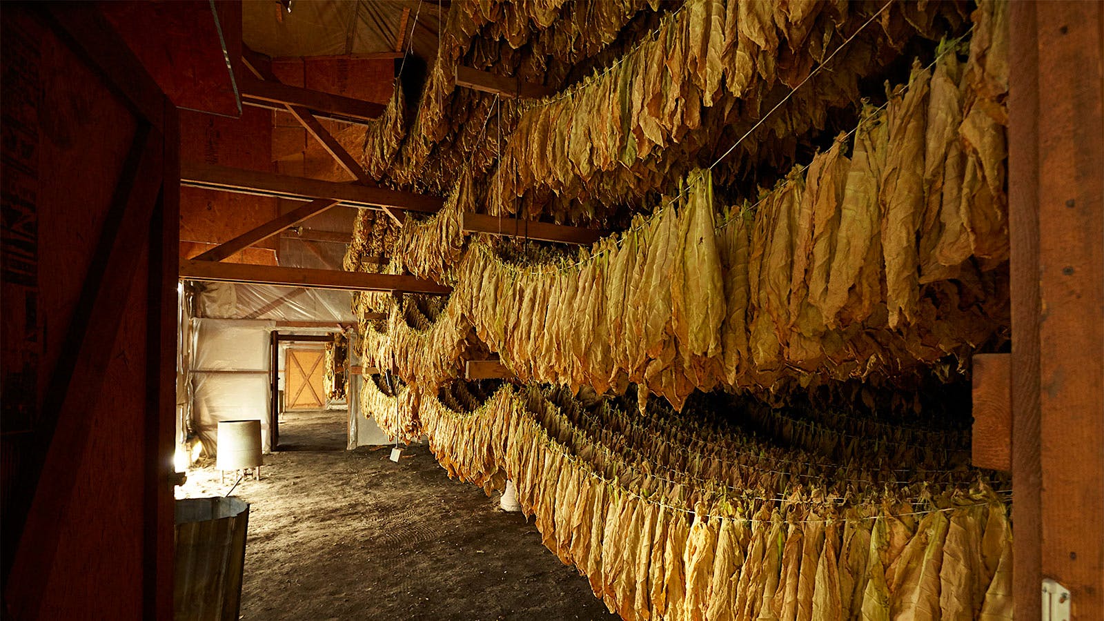 Shade leaves are strung together in small tied groupings or hands of tobacco and festooned across the rafters of a curing barn.