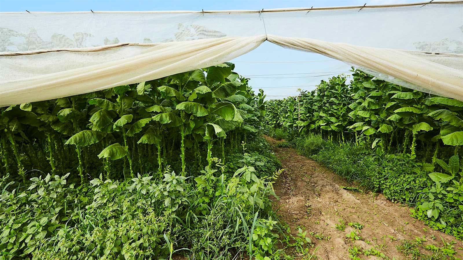 Connecticut Shade is grown under elaborate tents of screen-like netting made of cheesecloth that filter the sun, making for thinner, finer tobacco.