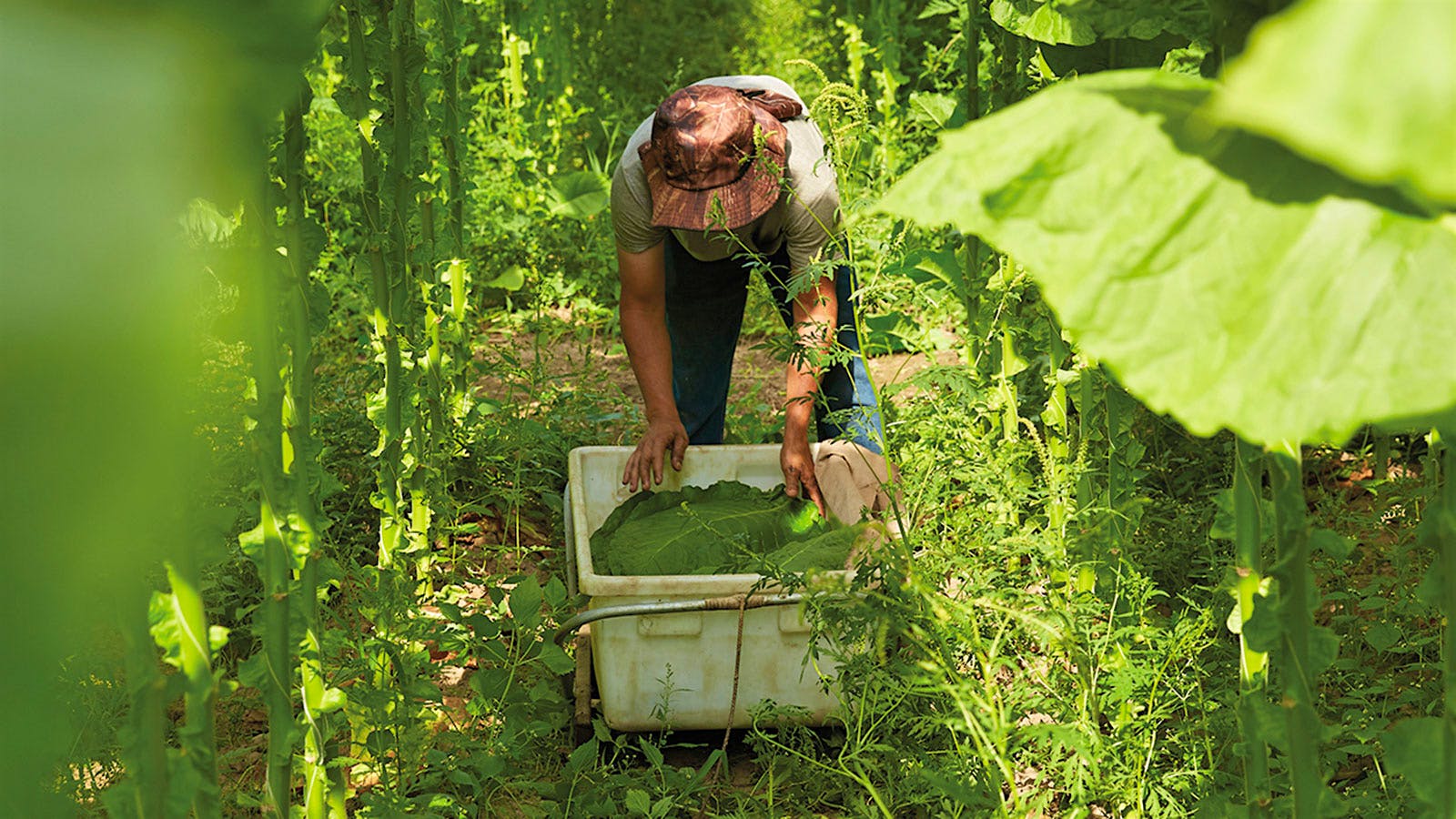 A laborer fills a bin with Connecticut shade leaves.