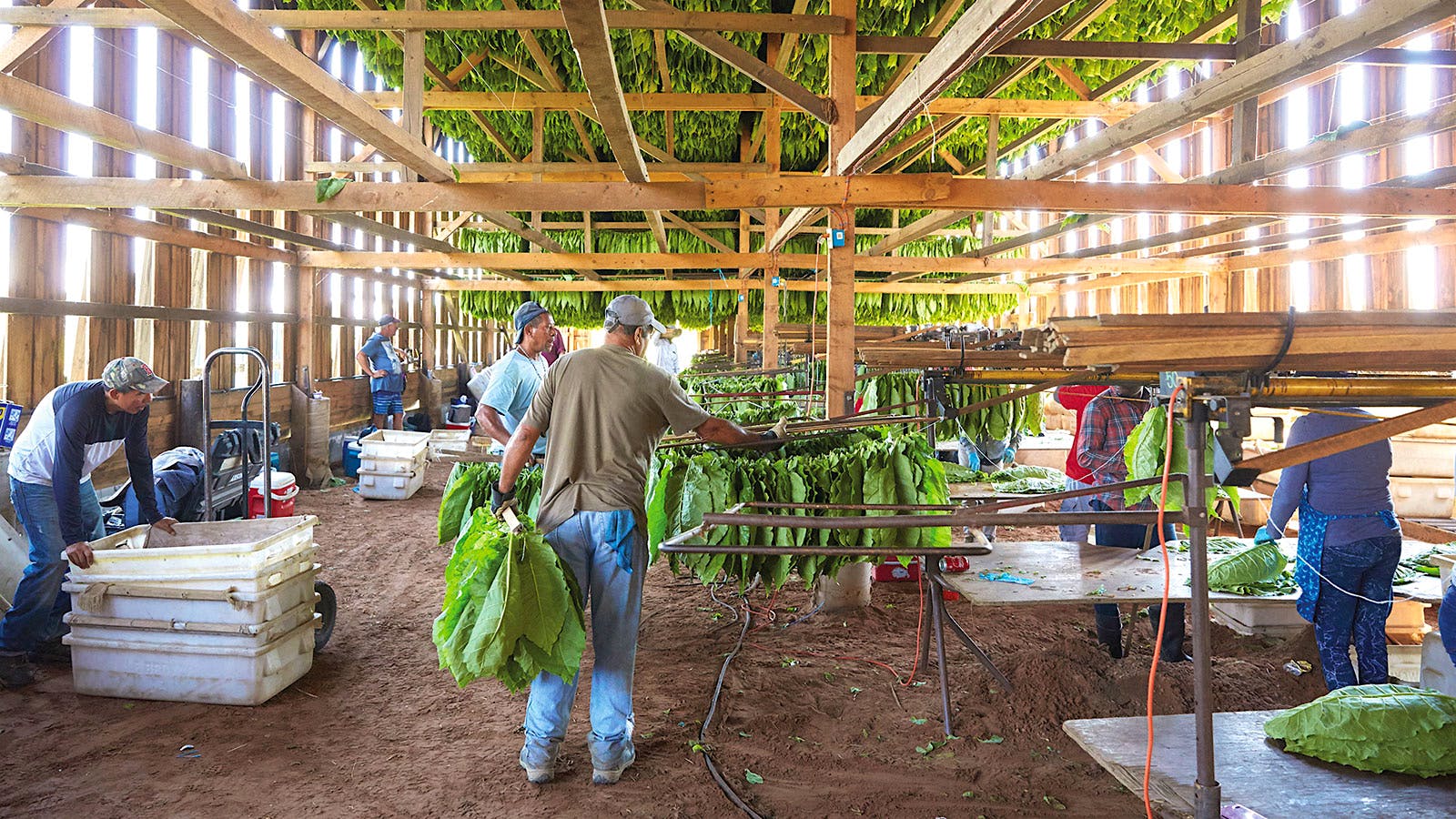 Shade leaves are gathered, sewn together and hung in barns.