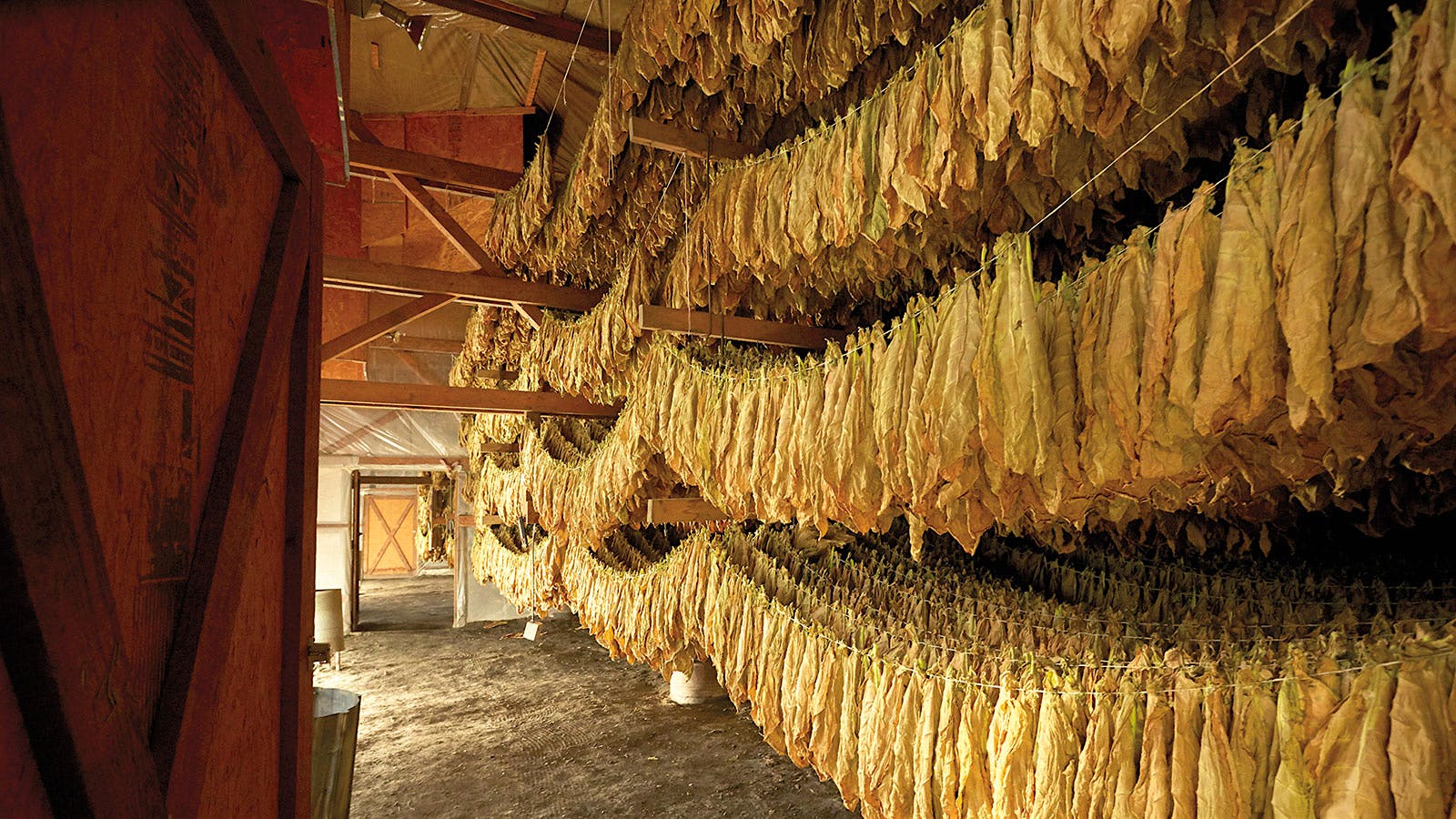 Rows and rows of shade tobacco leaves hang in a barn on the S. Arnold & Co. farm. The leaves will cure in the barn for at least 40 days, developing a golden brown color.