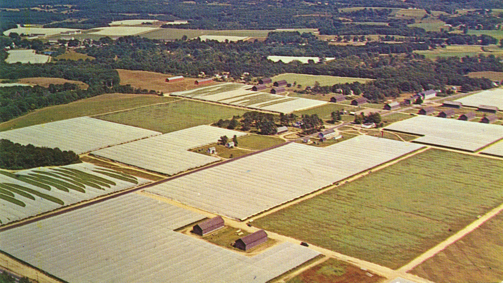 An aerial view from the 1960s showing the expansive shade field tents in the Connecticut River Valley. Around 81,500 acres of shade tobacco was grown in the Valley during that time.