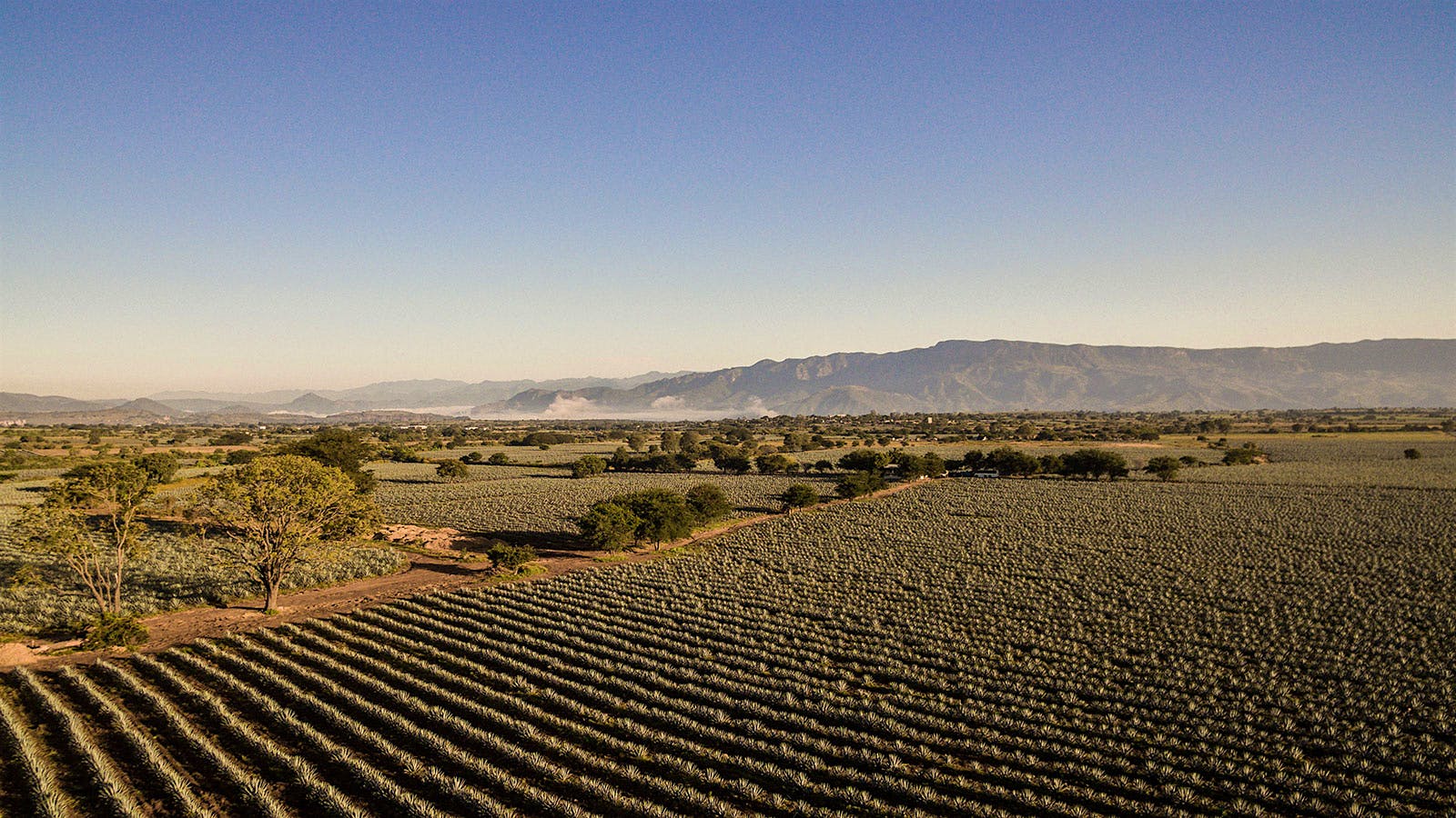 Tequila's Golden Age | Cigar Aficionado