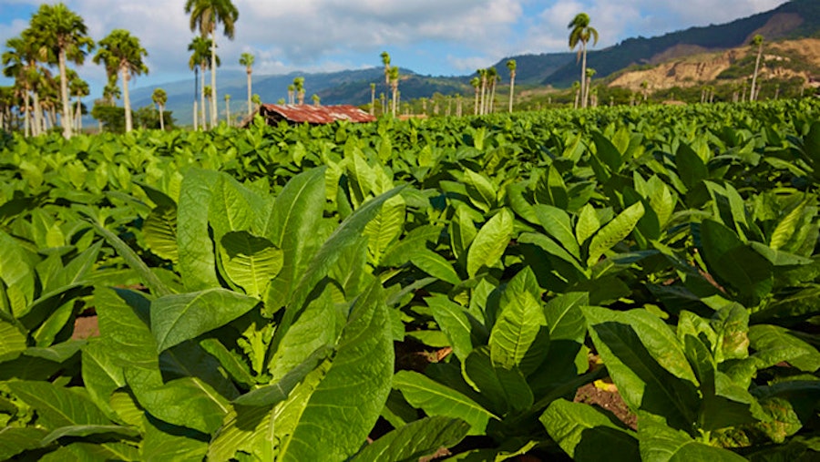A Virtual Tour of Cigar Factories and Fields