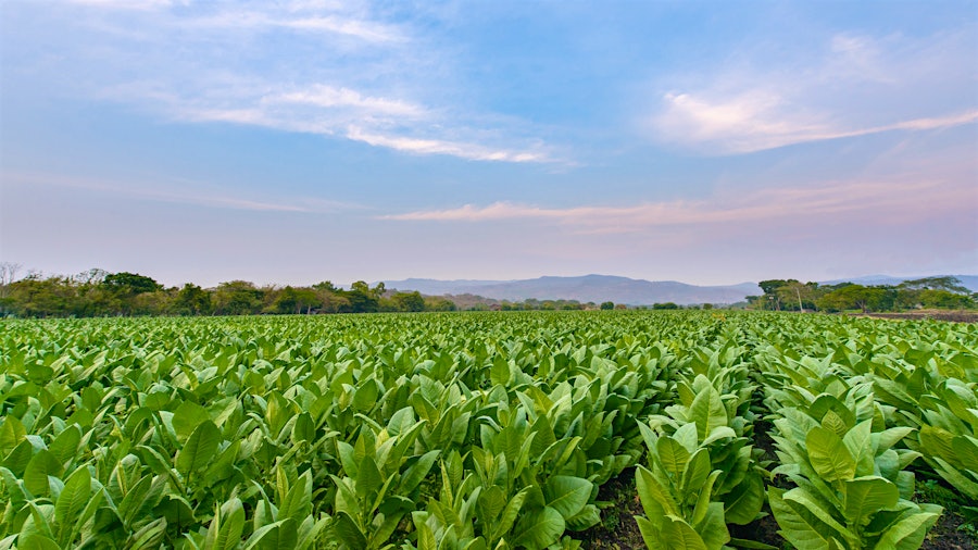 Crop Report: Nicaragua’s Tobacco Season Extends into June
