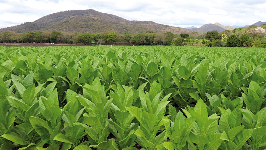 Oliva