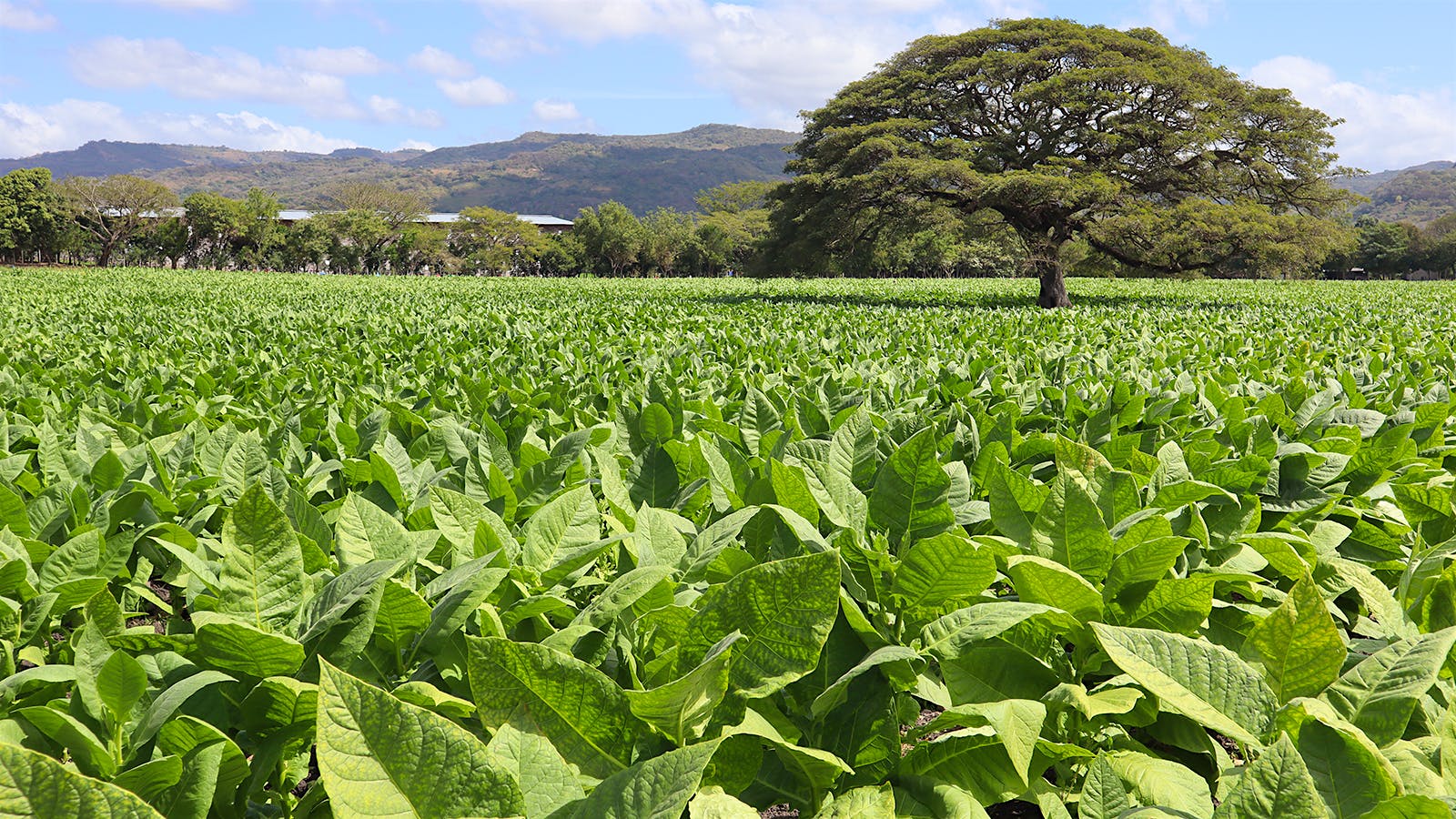 nicaragua tobacco imports A Walking Tour Of Plasencia's Nicaraguan Factory And Fields