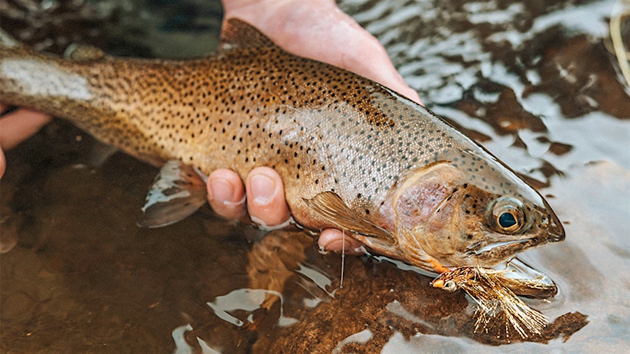 Fly Fishing