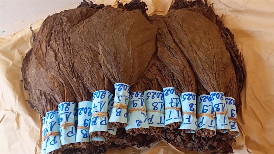 cameroon tobacco leaf Arturo Fuente Gets New Cameroon Supplier