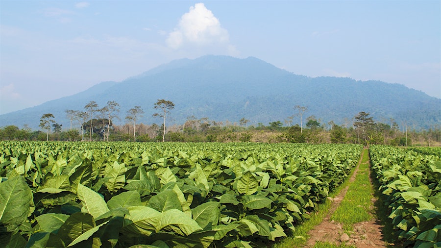 tobacco documentary New Documentary Chronicles The Oliva Tobacco Co