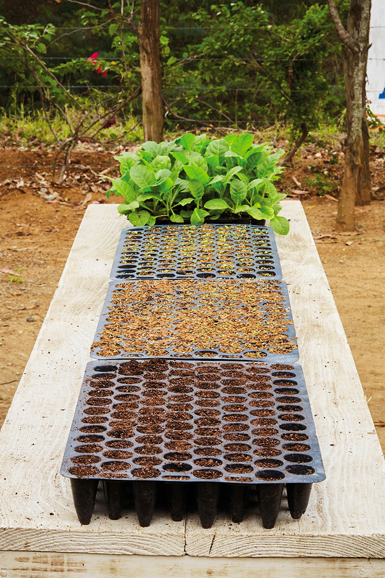 A germination station of seed trays in Mao, the Dominican Republic at General’s farm. Seedlings must grow into plants beofre they go into the field.