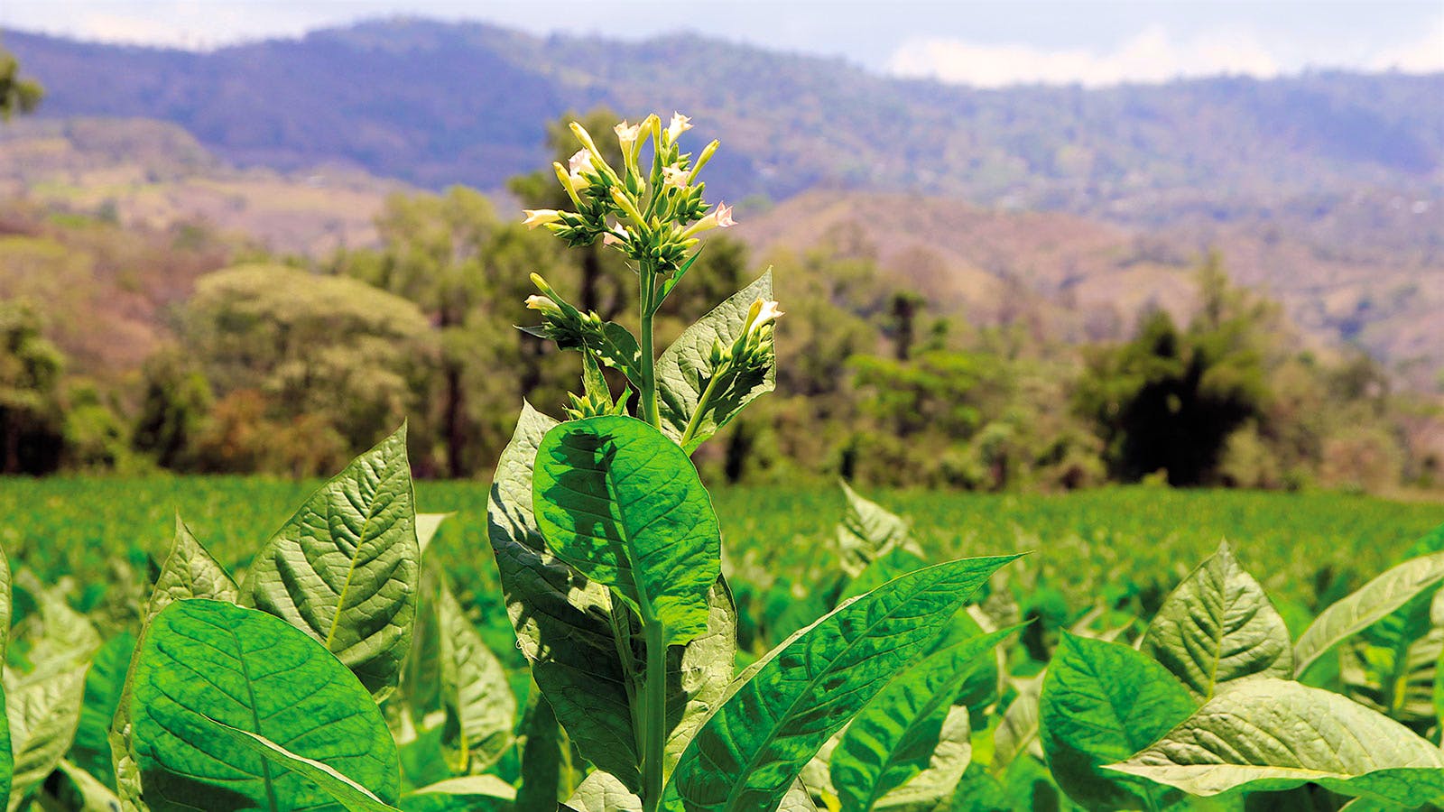 Yargüera tobacco for Altadis thrives in Honduras. The heirloom seed was brought to Honduras in the 1960s and recently resurrected for Altadis.