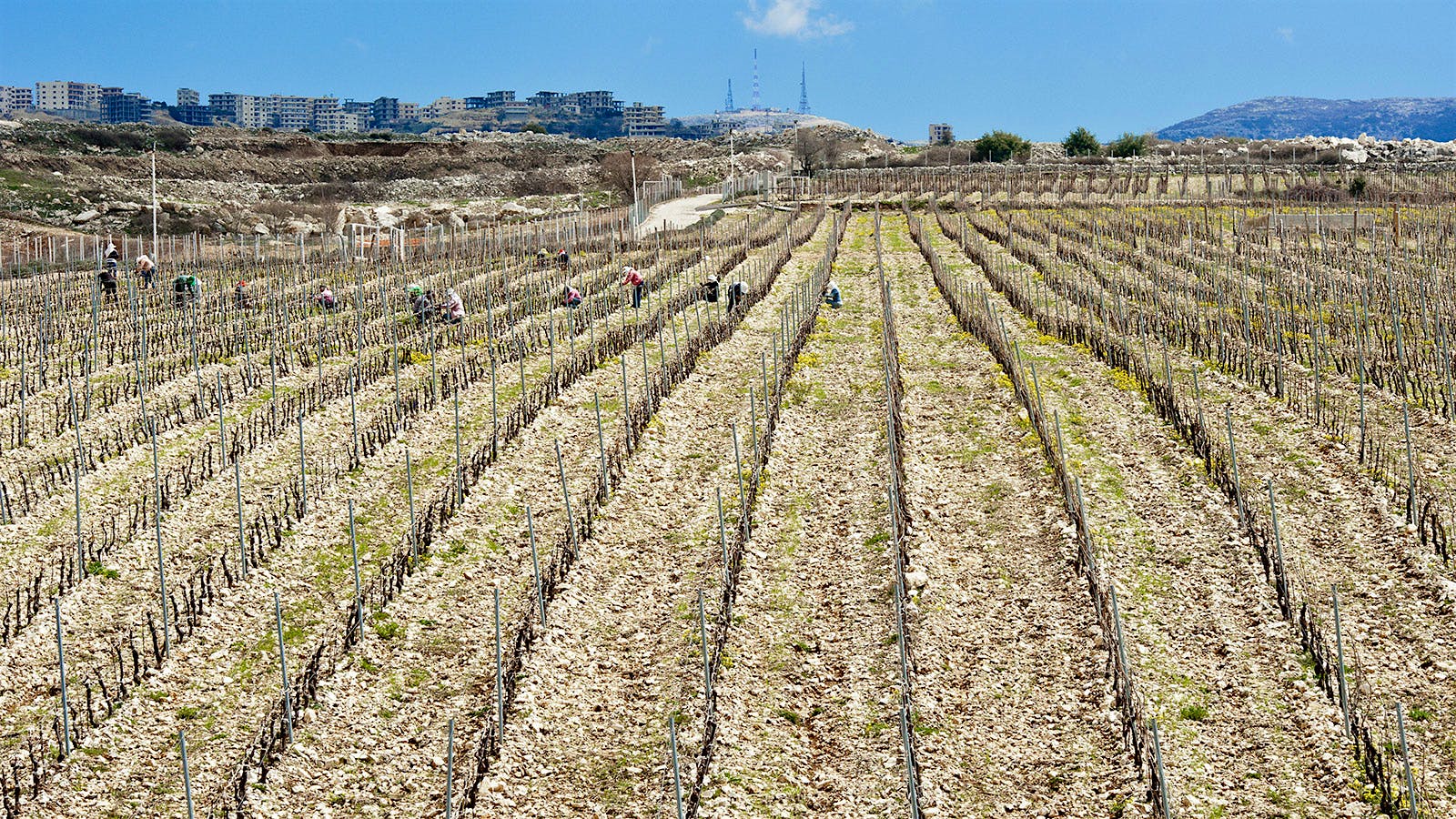 The Most Dangerous Wine Region Wine in the Muslim World