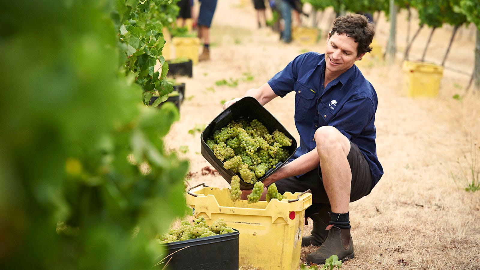 Vintage Preview 2015: Australian Wineries Report Outstanding Wines, Small Quantities