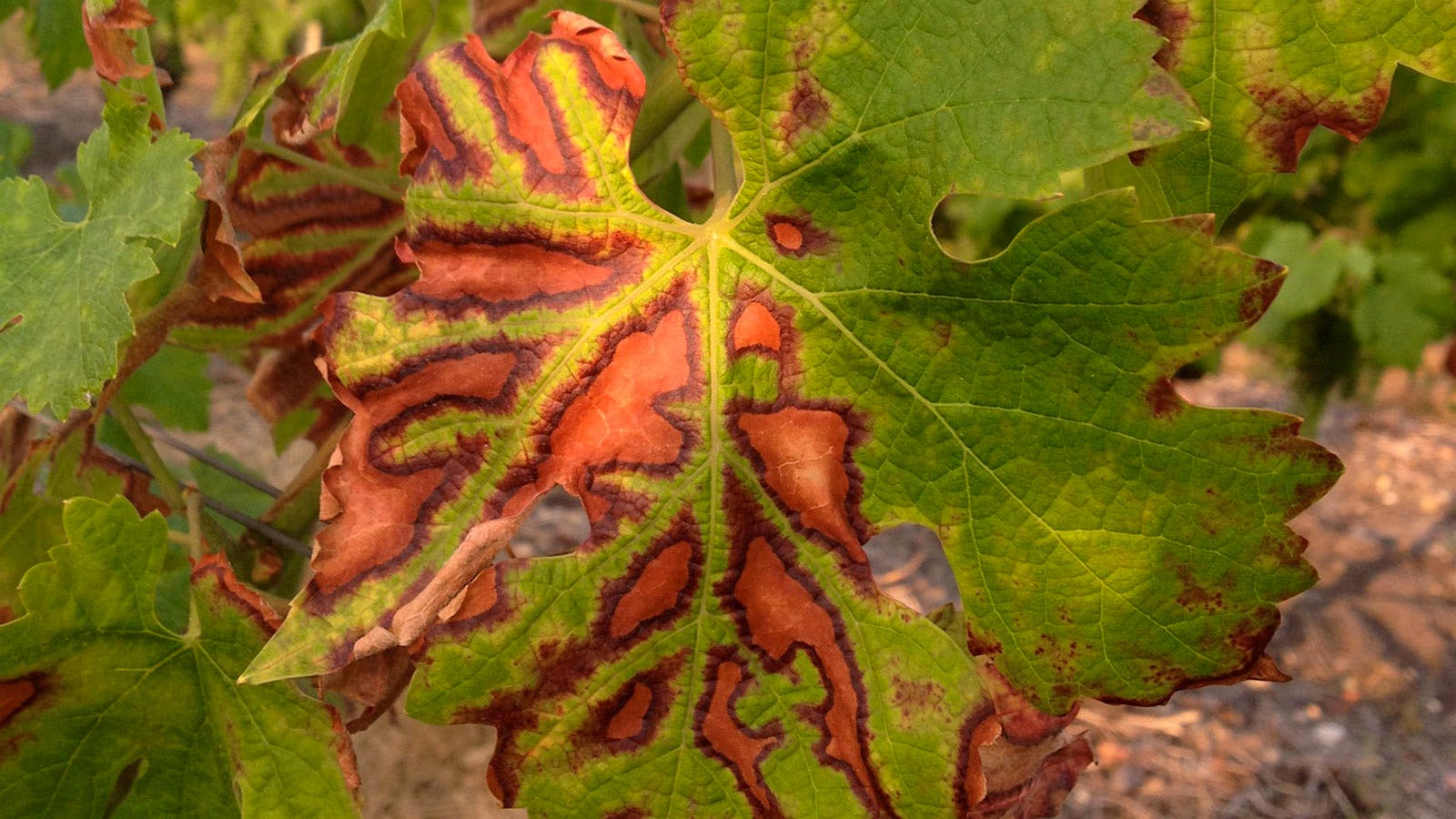 A Dire Threat to Grapevines