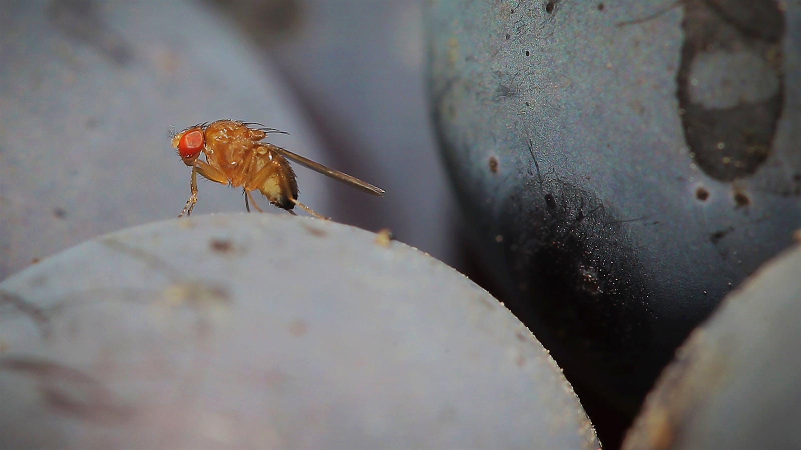 ACV tastes so good, fruit flies die for it.