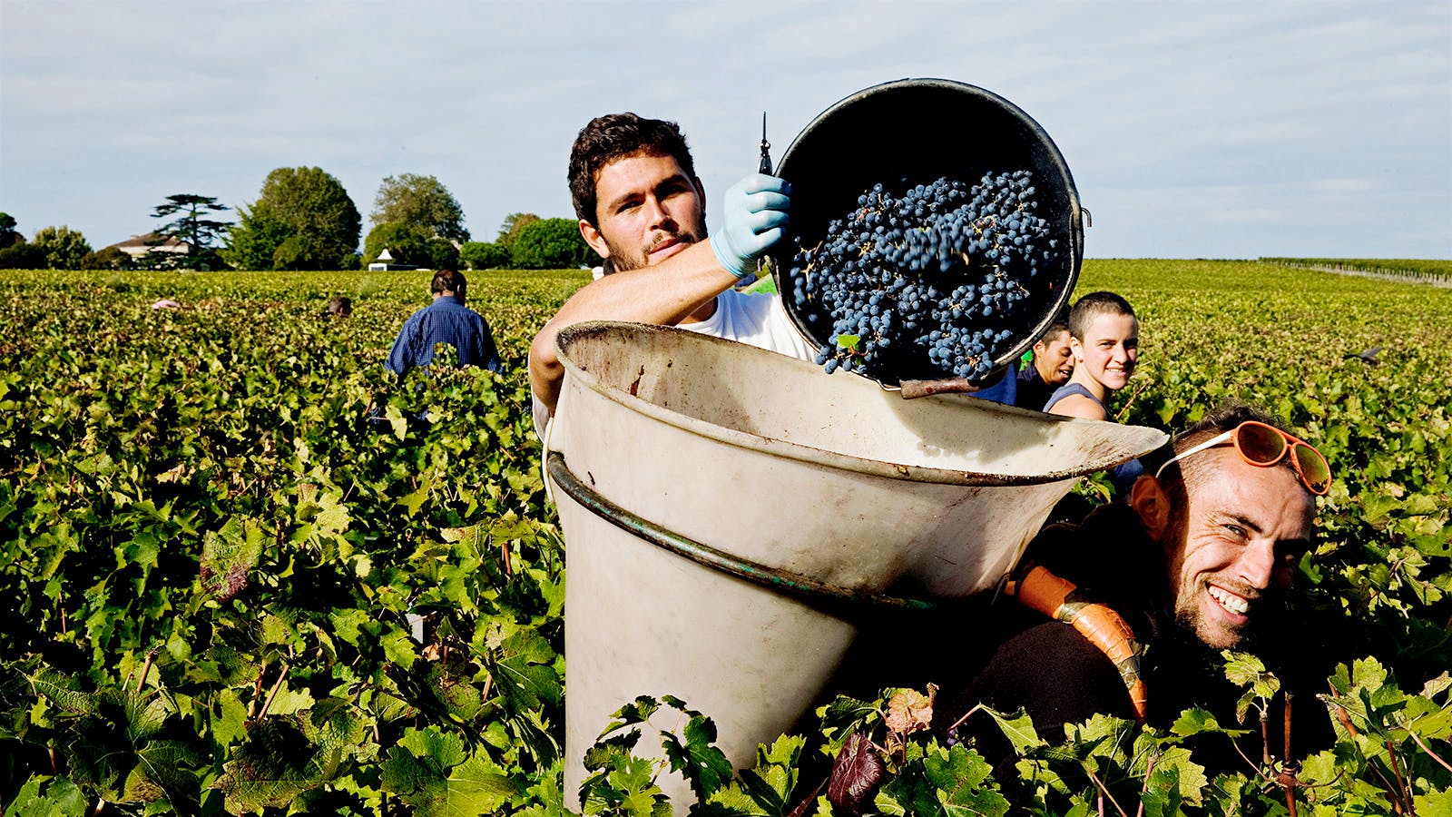 Wine Harvest 2015 Bordeaux Winemakers Believe the Vintage Is a