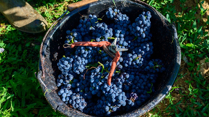 Wine Harvest 2015: Burgundy Winemakers Report Great Wines, but Low Quantities
