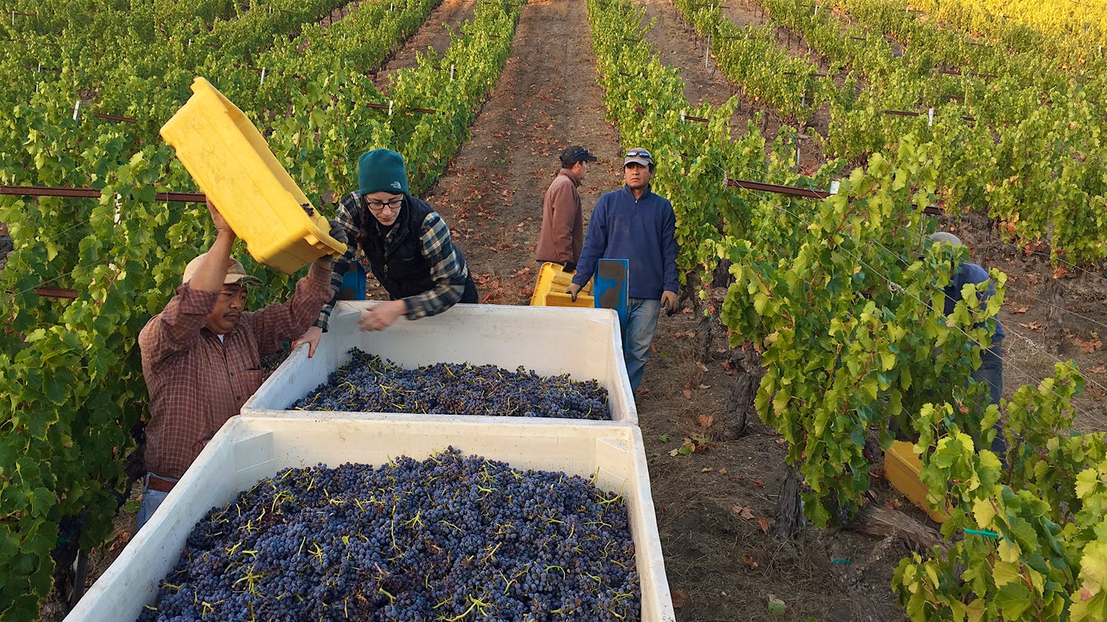 Wine Harvest 2015 Drought Cuts Paso Robles Harvest in Half, but