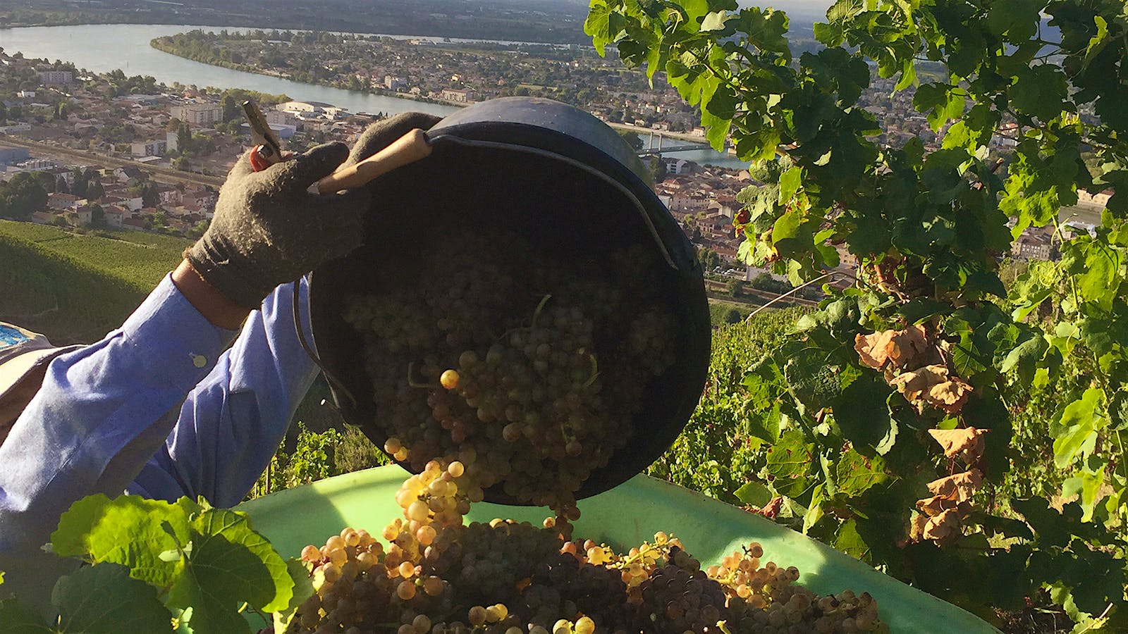 Wine Harvest 2015: Northern Rhône Winemakers Report A Very Promising Vintage