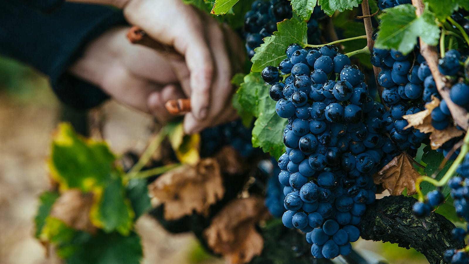 Wine Harvest 2015: Southern Rhône Winemakers Call It a Power Vintage
