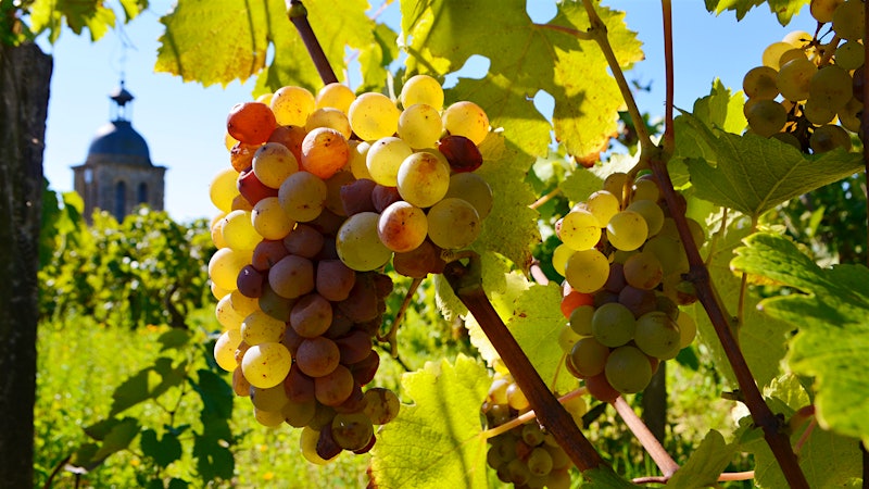 Wine Harvest 2015: Loire Valley Reports a Warm Summer and Promising Wines