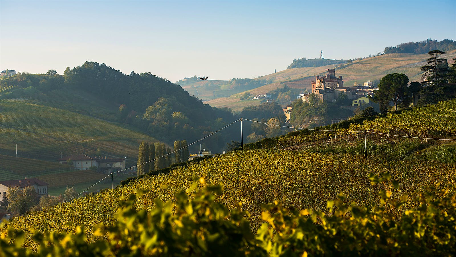 Wine Harvest 2015: Piedmont’s Wineries Enjoy A Summer in the Sun