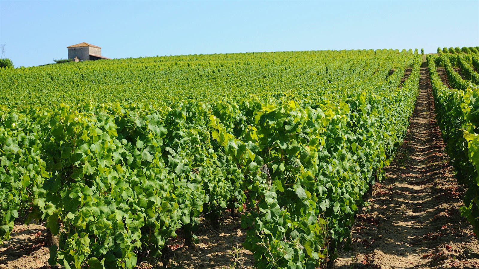 Battle Brewing in Sauternes Over Pesticide Use in Vineyards