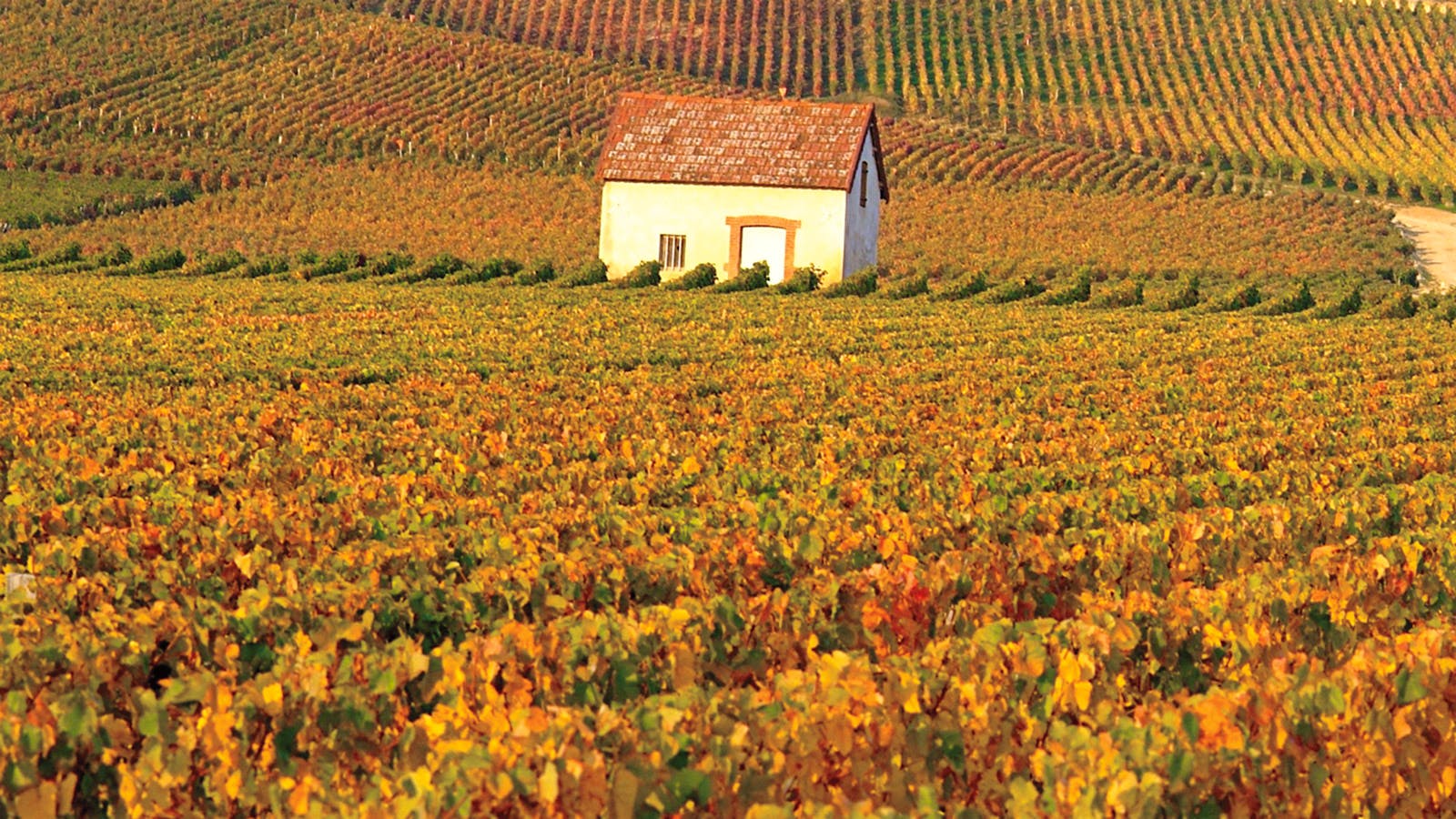 Burgundy and Champagne Vineyards Are Officially Cultural Treasures