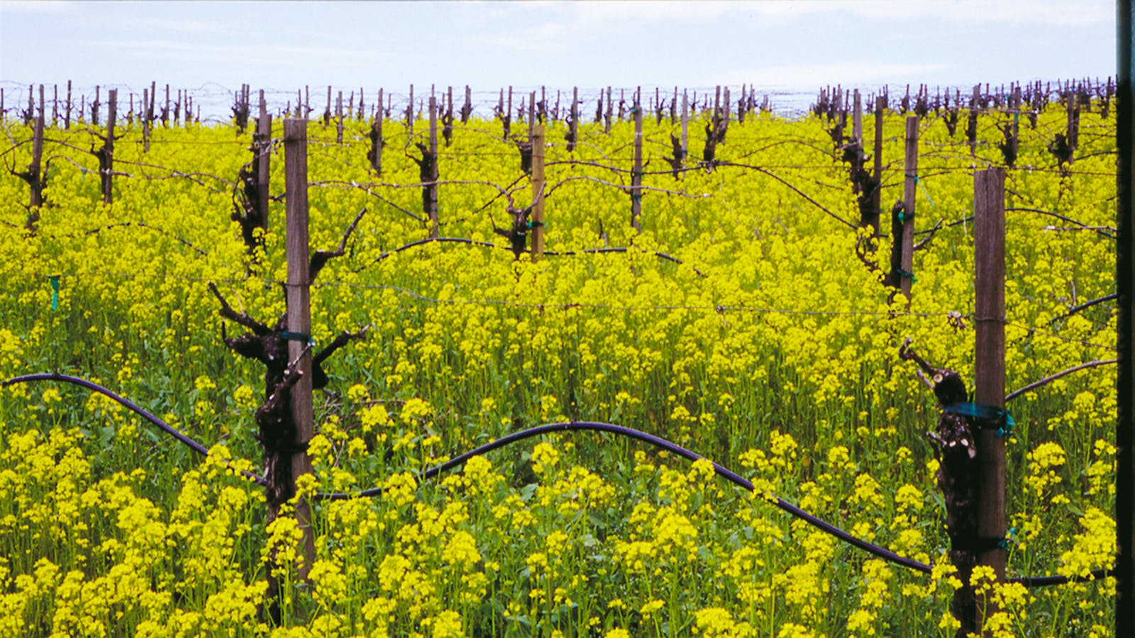 11 Approachable California Pinot Noirs