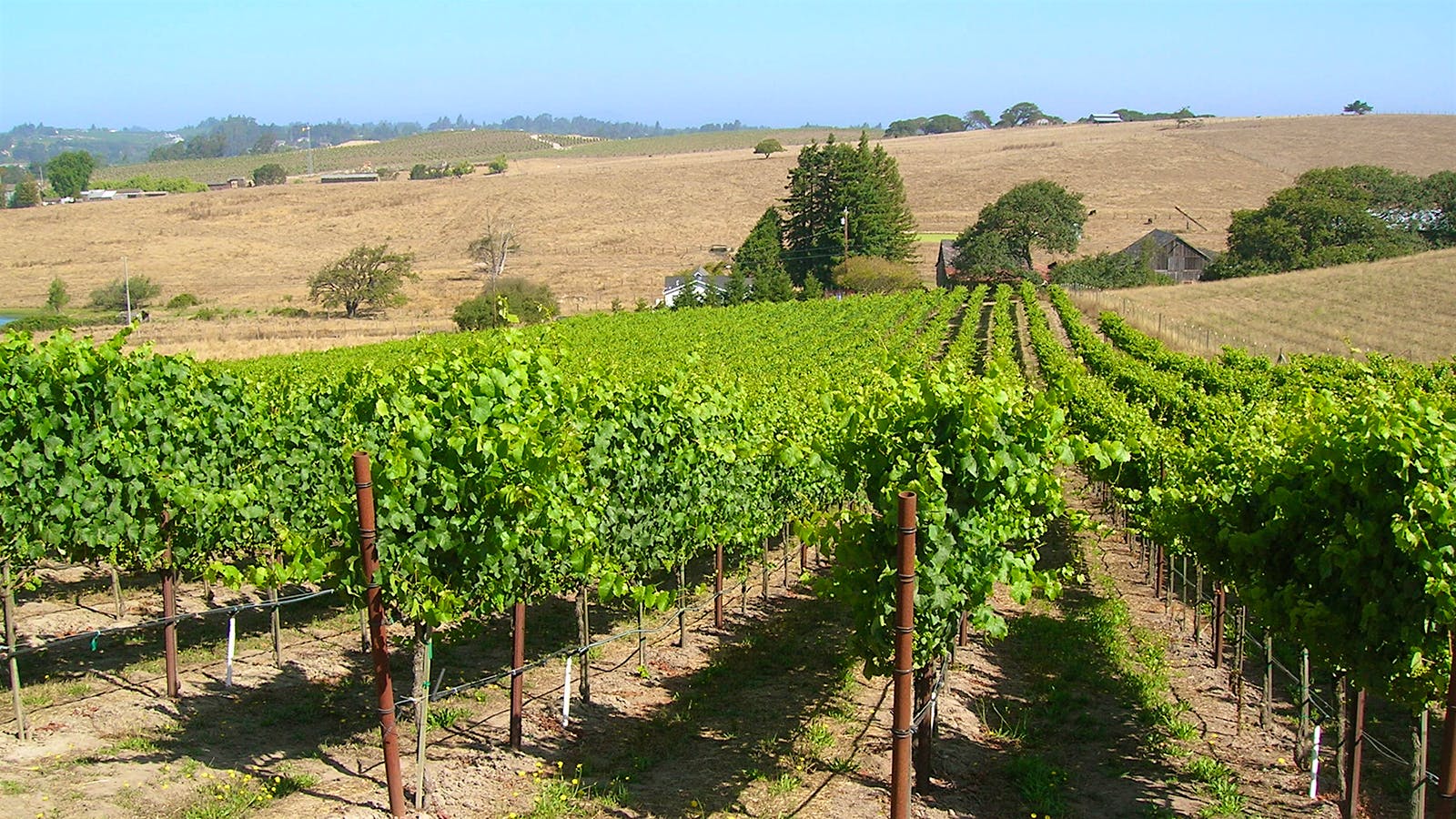 10 Distinctive California Pinot Noirs