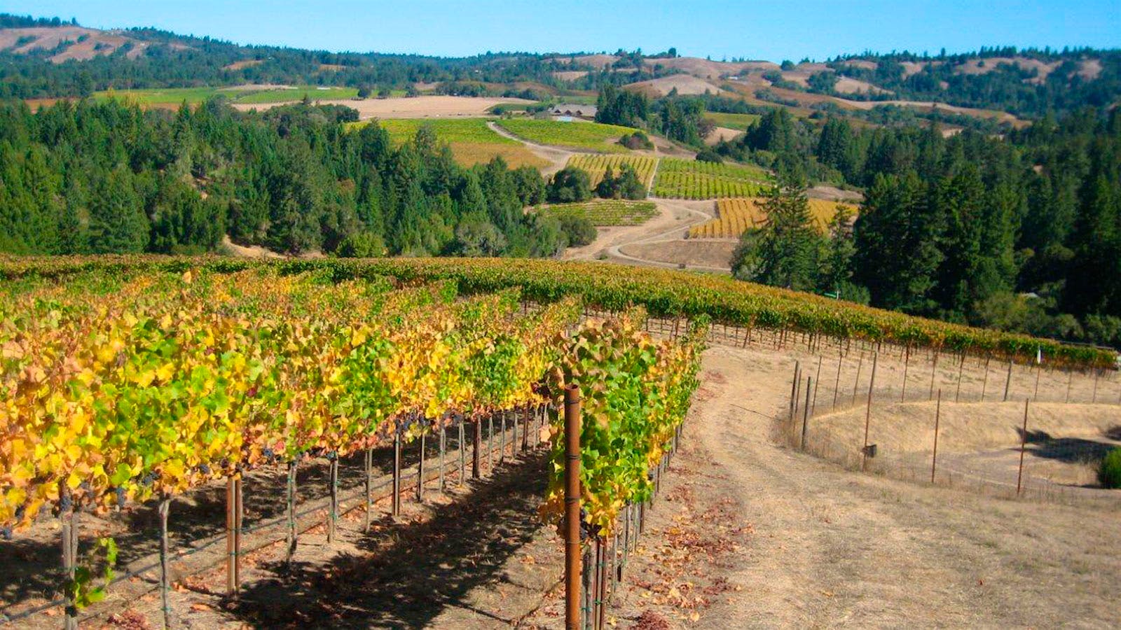 10 Alluring California Pinot Noirs