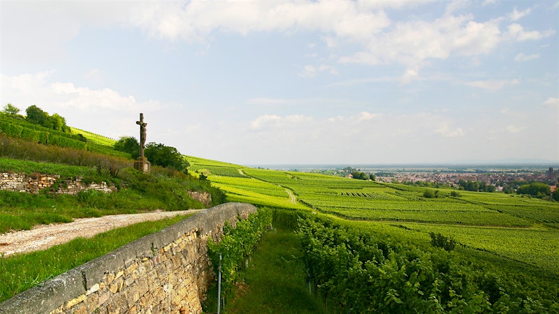14 Bright Whites and Sparklers From Alsace